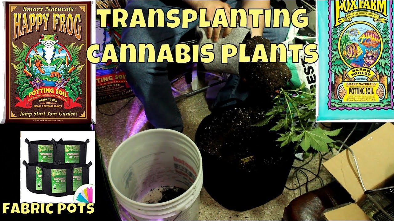 Transplanting Cannabis Into Fabric Pots Using Fox Farms Soil