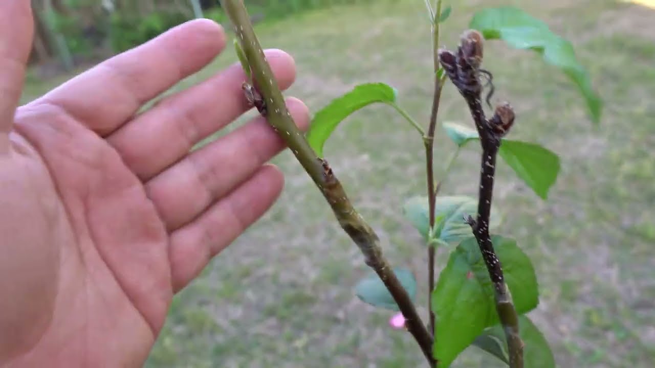 Grafting Pear Scion Onto Apple Tree - Will It Work?