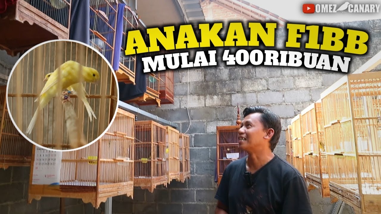 CARI ANAKAN KENARI POSTUR? F1BB Cuma 400ribuan! Review Kandang Cinank BF Boyolali