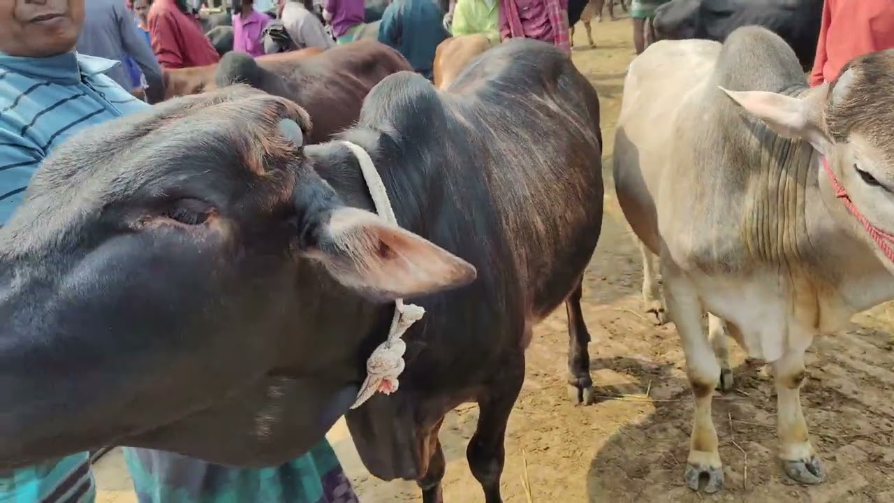 আমবাড়ি হাটে মাঝারি আকৃতির ষাঁড়ের দাম কত? আজকের বাজার দর ২০২৬