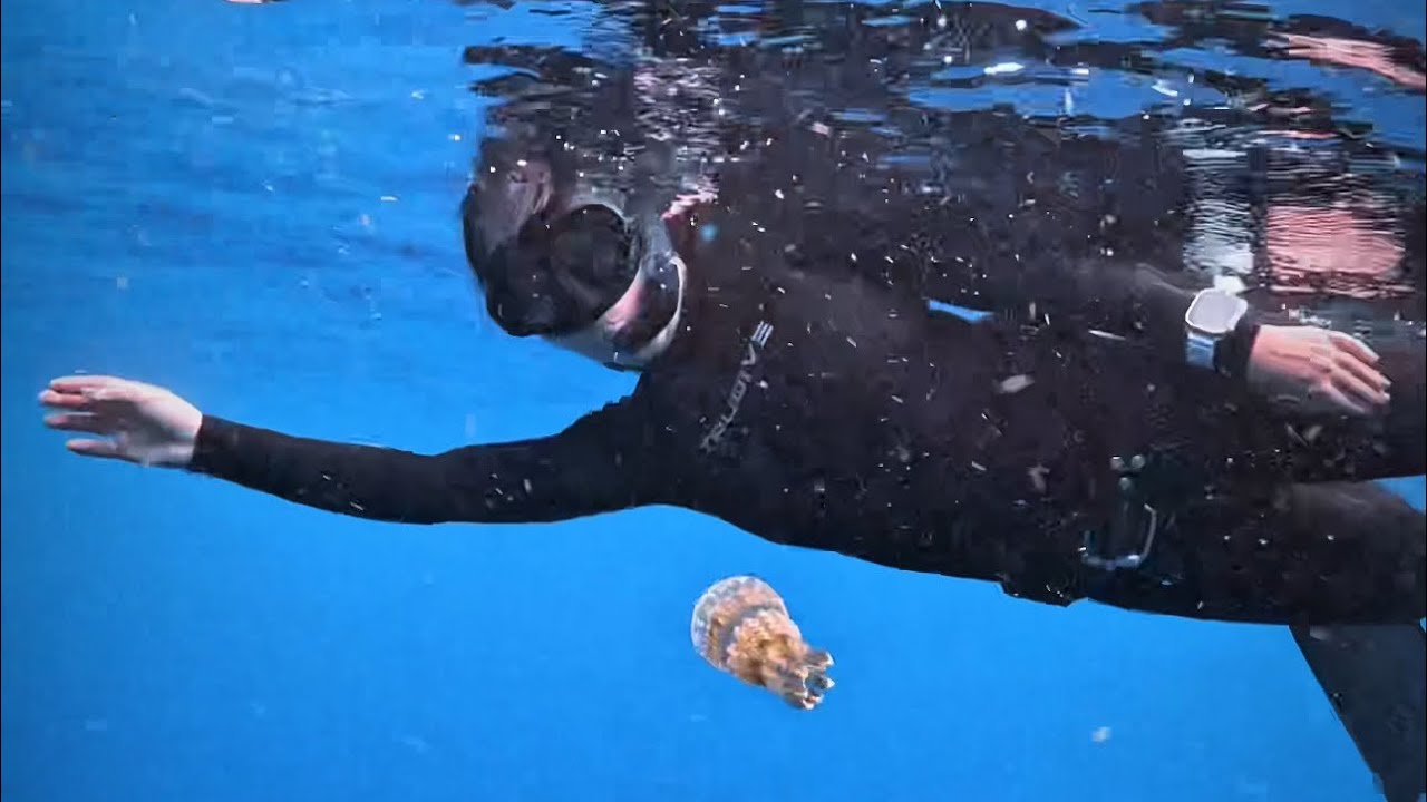 Fun Dive (Freediving) Tropics