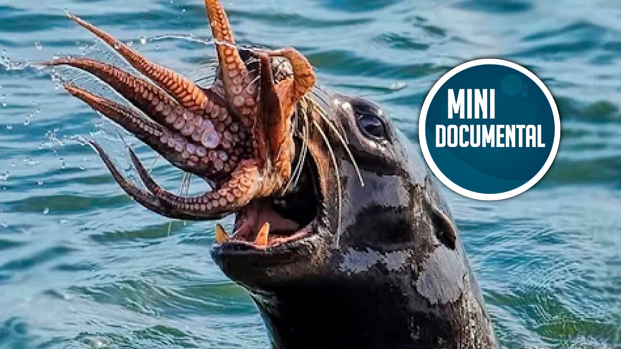 Lobo marino (mini documental)