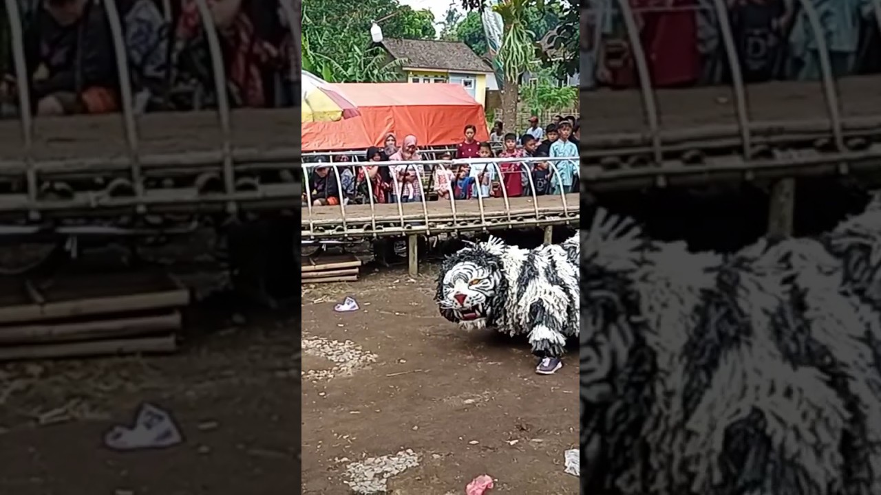 atraksi can macanan drumband maong remaja #jkfdafi #maongremaja #canmacanan