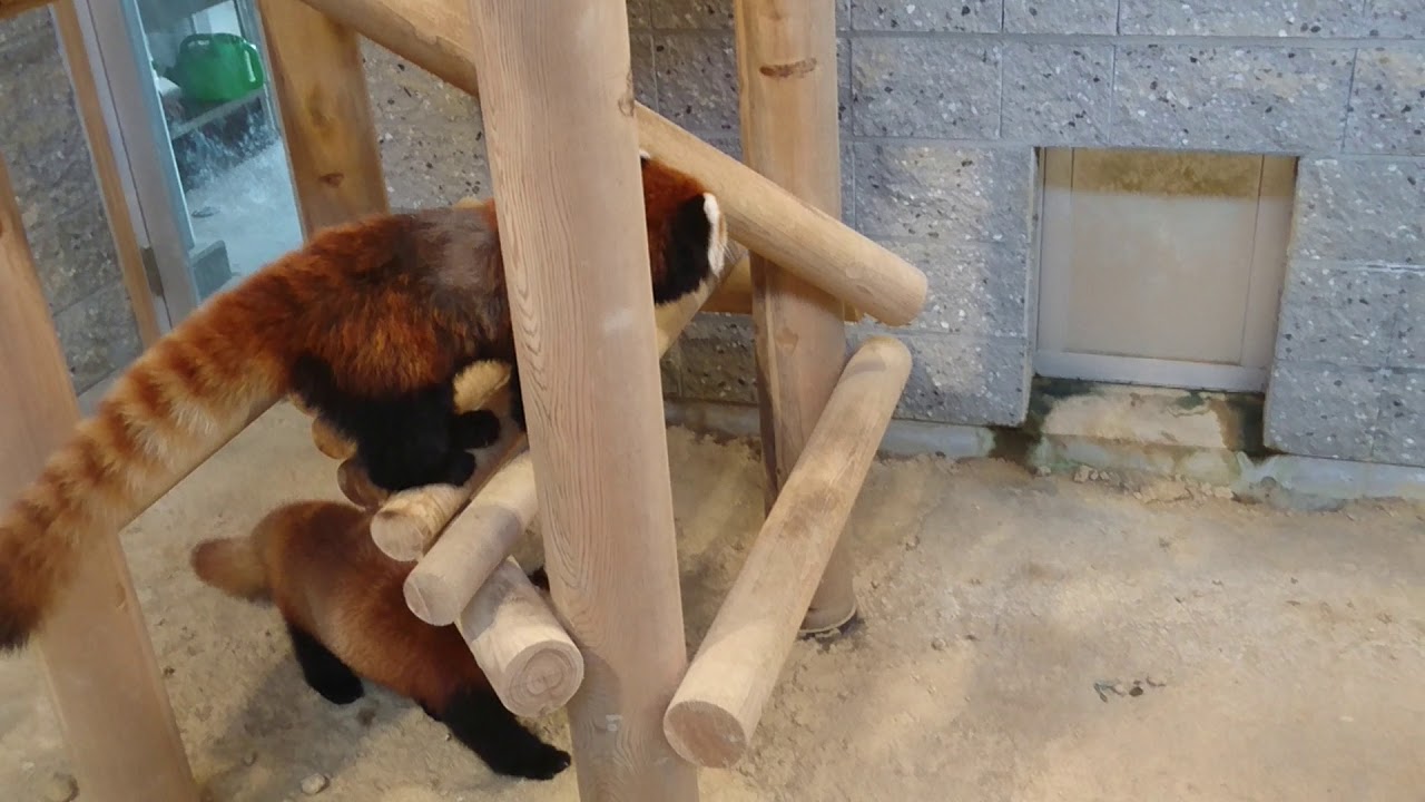 西山動物園 レッサーパンダキラリとめいしゃん②(2018.8)