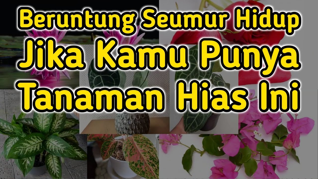 5 Tanaman Hias Depan Rumah Pembawa Keberuntungan