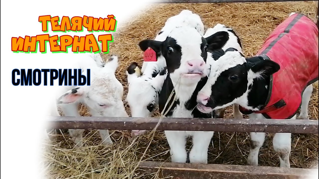 ПОЕЗДКА НА ФЕРМУ | ВЫБИРАЕМ ТЕЛЯТ