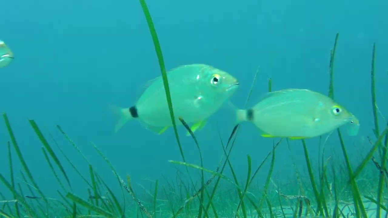diving, Nei Pori - нуркање, Неи Пори 2022-09