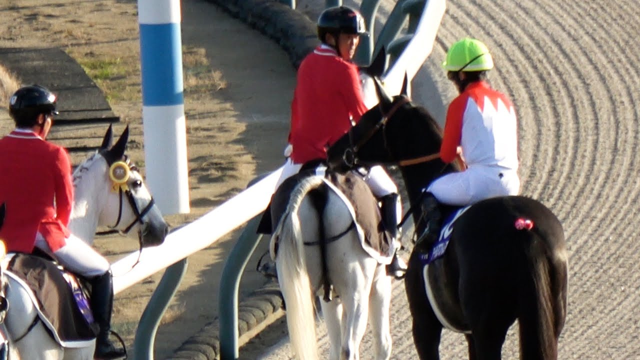 【チャンピオンズカップ2024】牝馬で唯一の⑩アーテルアストレア誘導馬に憧れる それぞれ個性が出ている本馬場入場 現地映像 レモンポップ