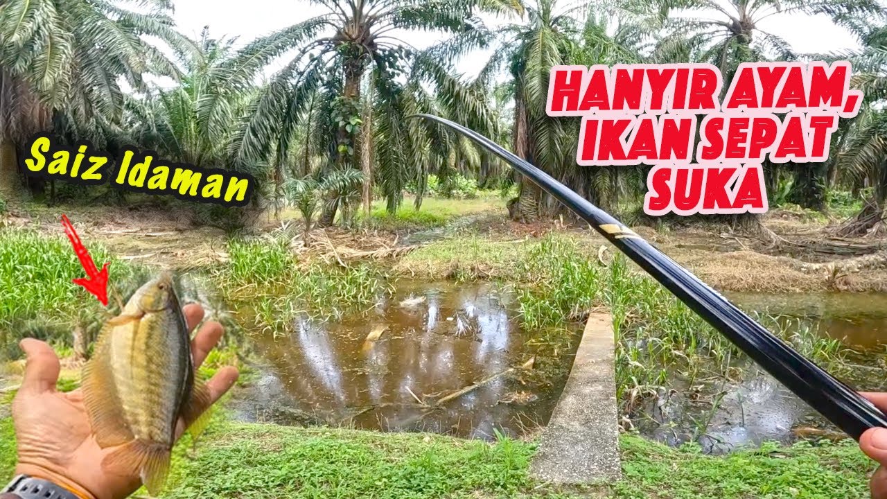 Mancing Ikan Sepat  | Tak Sangka Banyak Berkumpul di 1 Lubang. Ikan Sepat Besar Nak Makan Isi AYAM