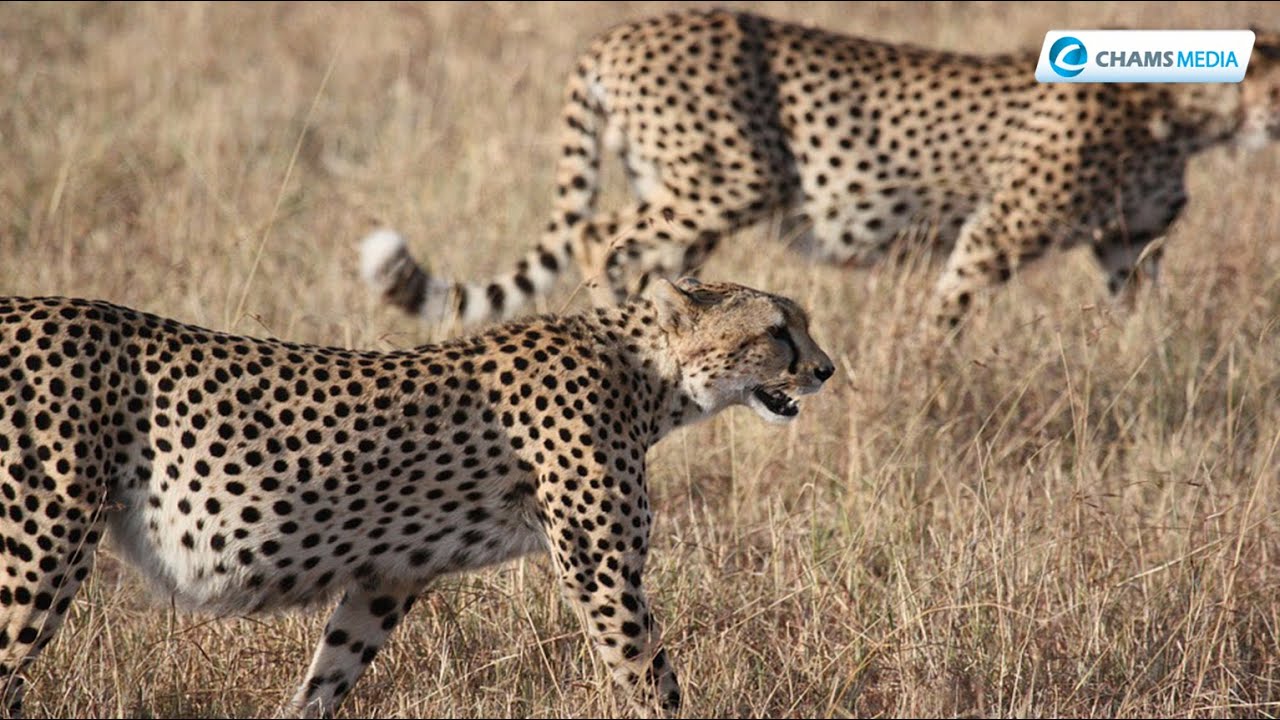 A Holiday Trip to Tipilikwani Mara Camp as Cheetahs Crown the Magic