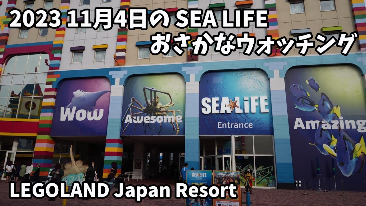 2023 11/4 SEA LIFE おさかな ウォッチング(SEA LIFE Fish Watching)