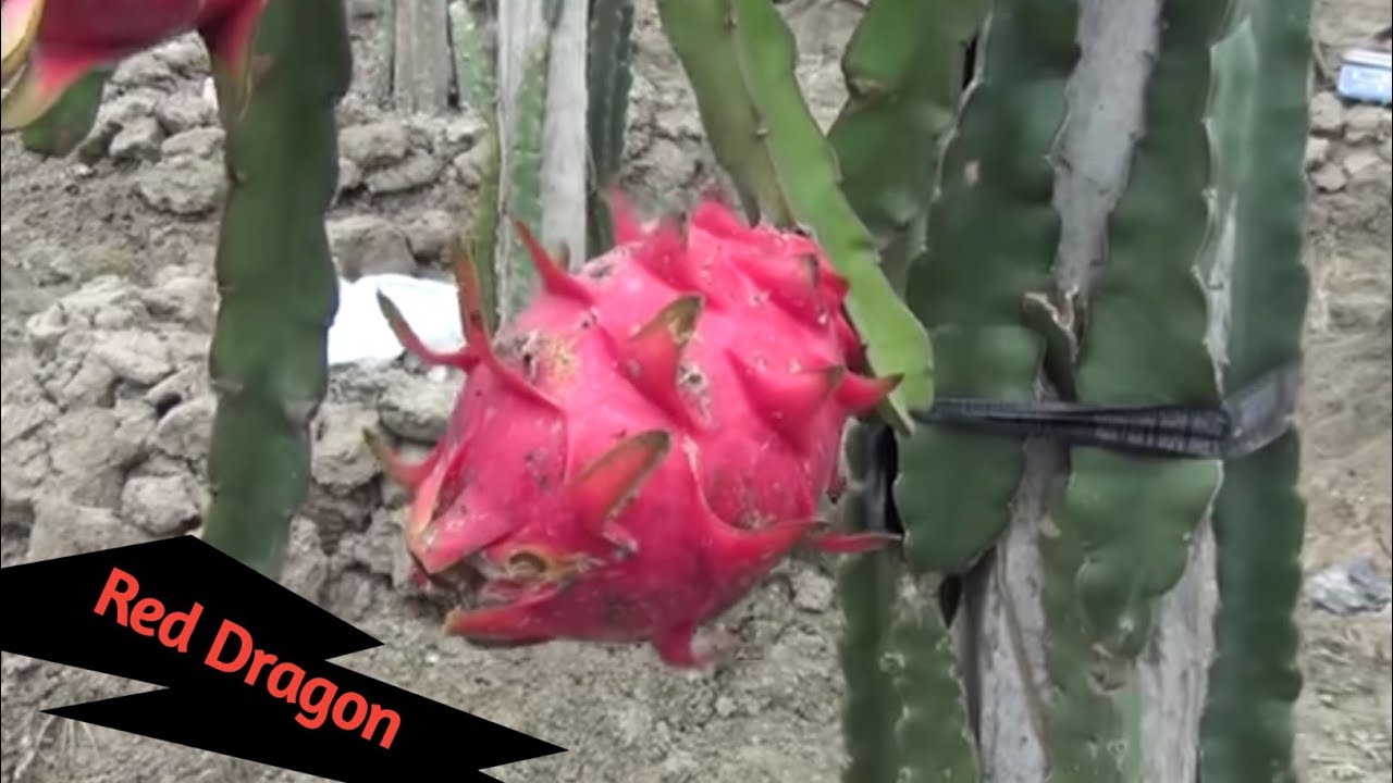 dragon fol / dragon gacher dam / agro bulletin bangla