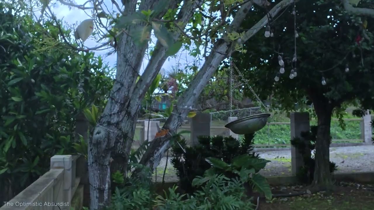 Life’s Serenade (The Final Episode) — Wind, Palms, and Birds at the Feeder | WORK | STUDY | CHILL