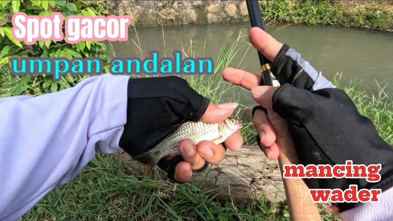 ALASAN KENAPA SETIA PAKAI UMPAN ULAT KANDANG, KARENA MANCING WADER JADI GAMPANG BANGET!!#36 #mancing