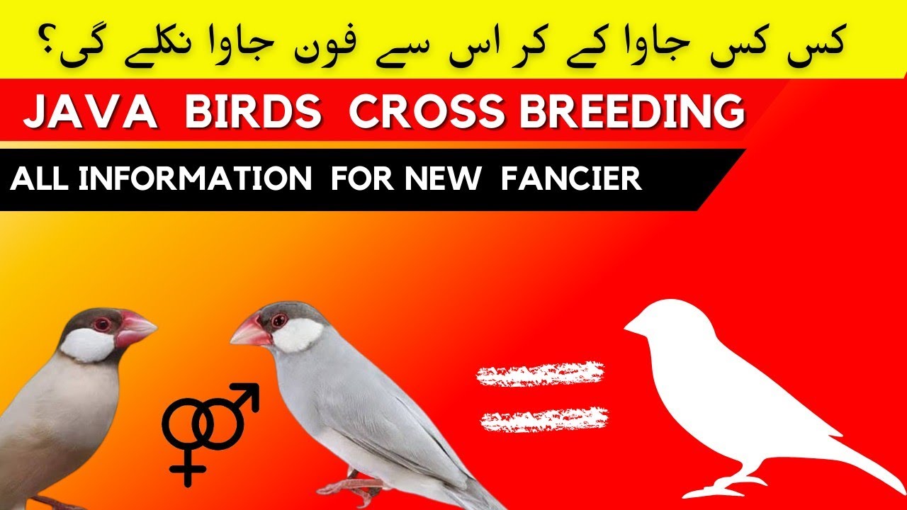 Java bird cross breeding | How to produce java mutation For new fancier | java sparrow breeding tips