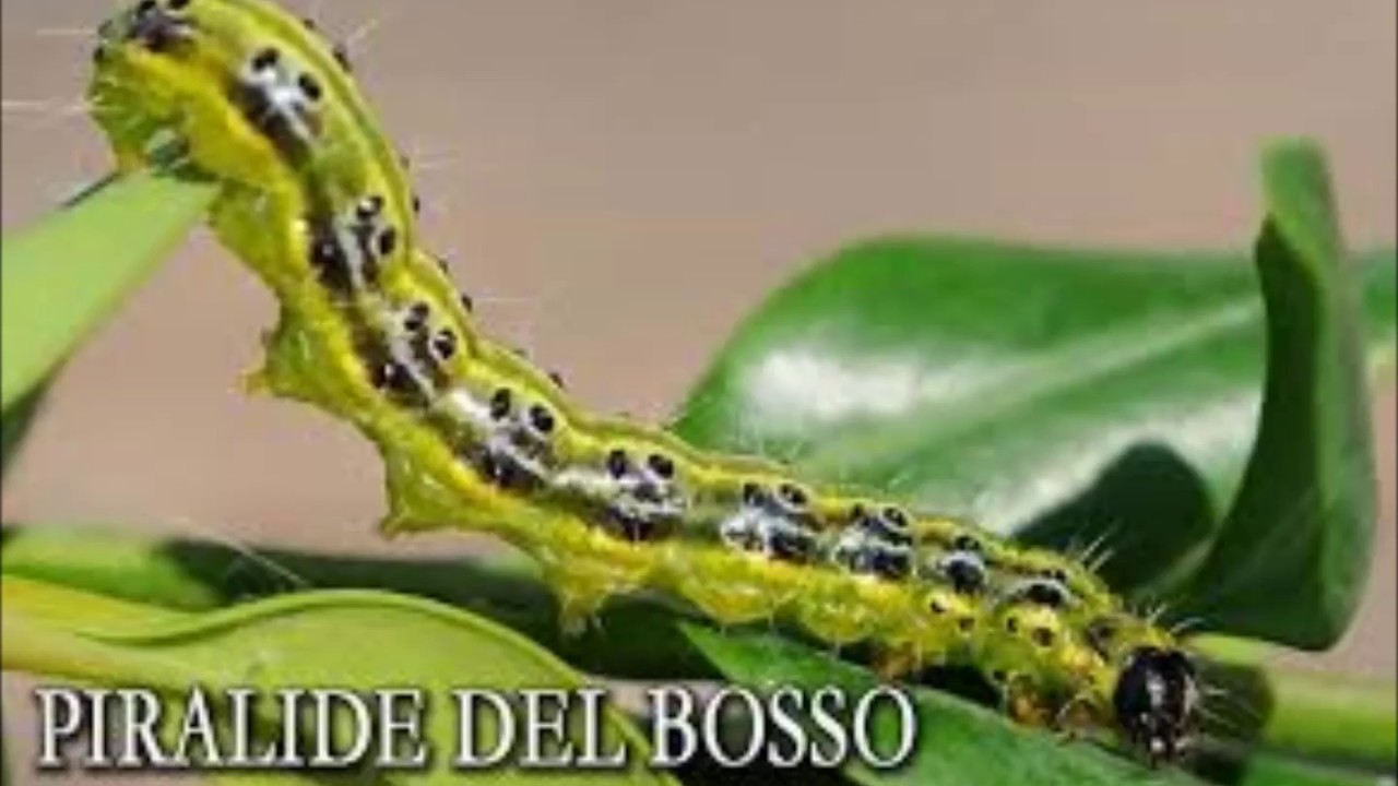 IMPRESSIONANTE PIRALIDE DEL BOSSO!!!