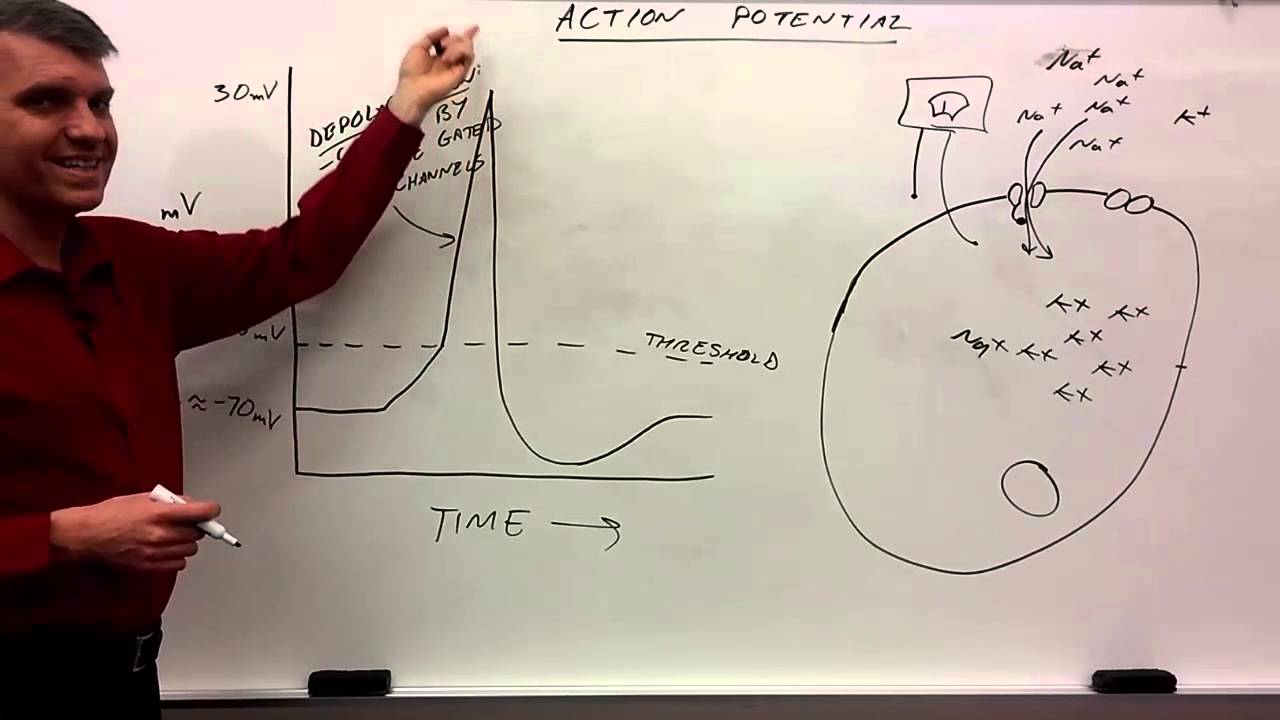 action potential for beginners