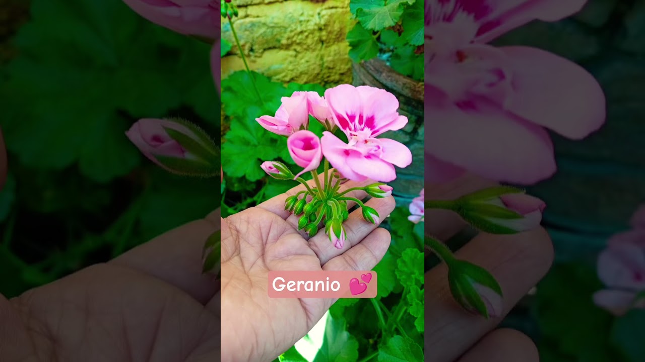 geranio rosa con fiusha 🩷
