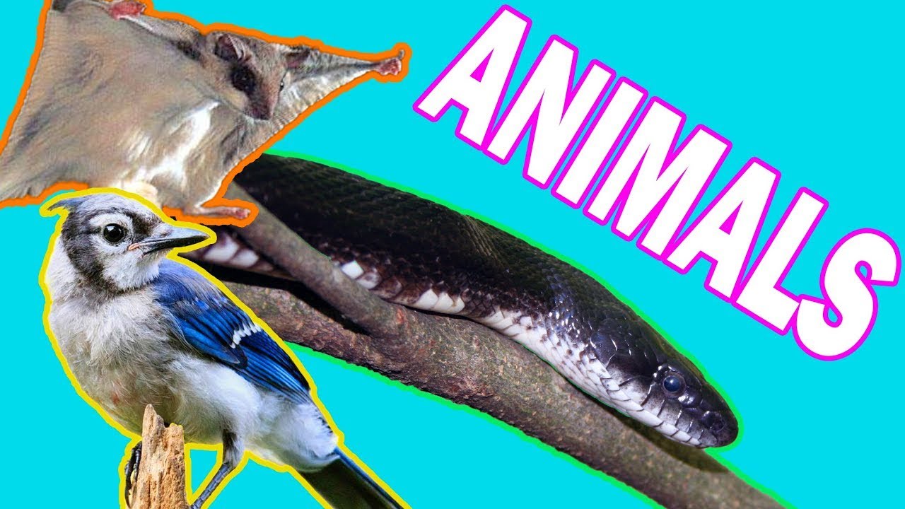 Audio Described: Catoctin Critters