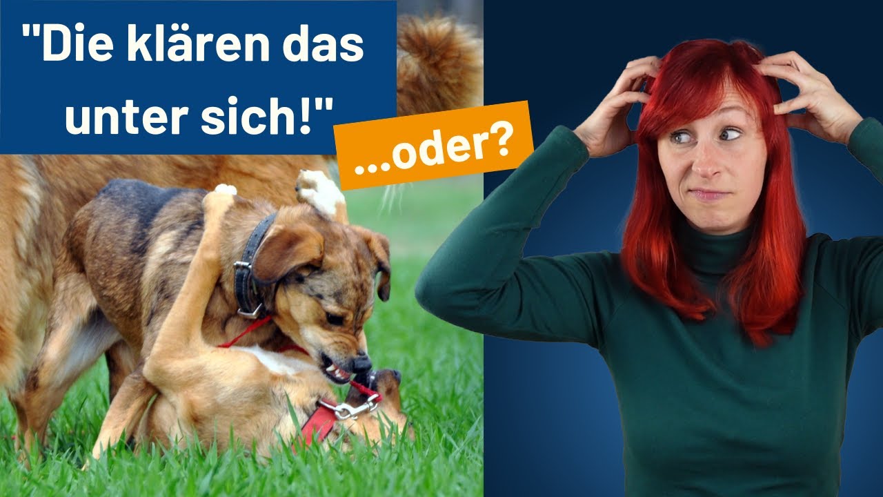 Körpersprache der Hunde - SO erkennst du Konflikte unter Hunden!
