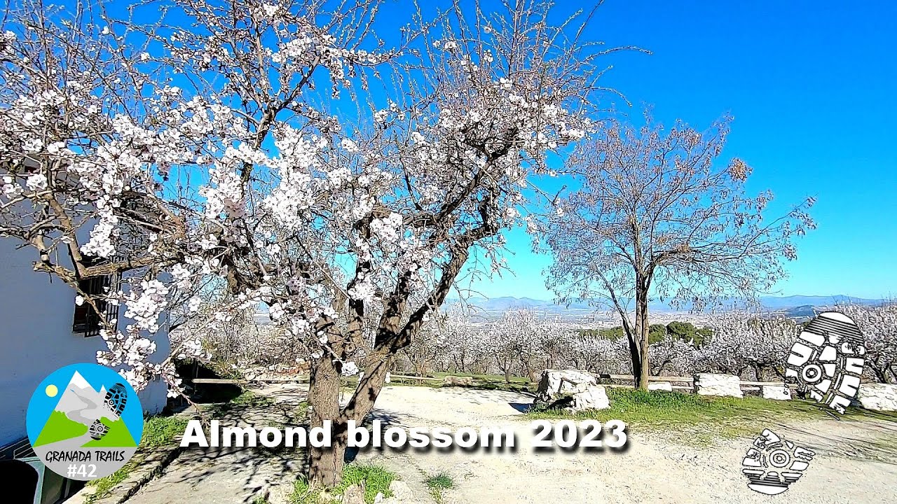 #42 Floración del almendro 2023 -  Cumbres Verdes - La Zubia  (im)