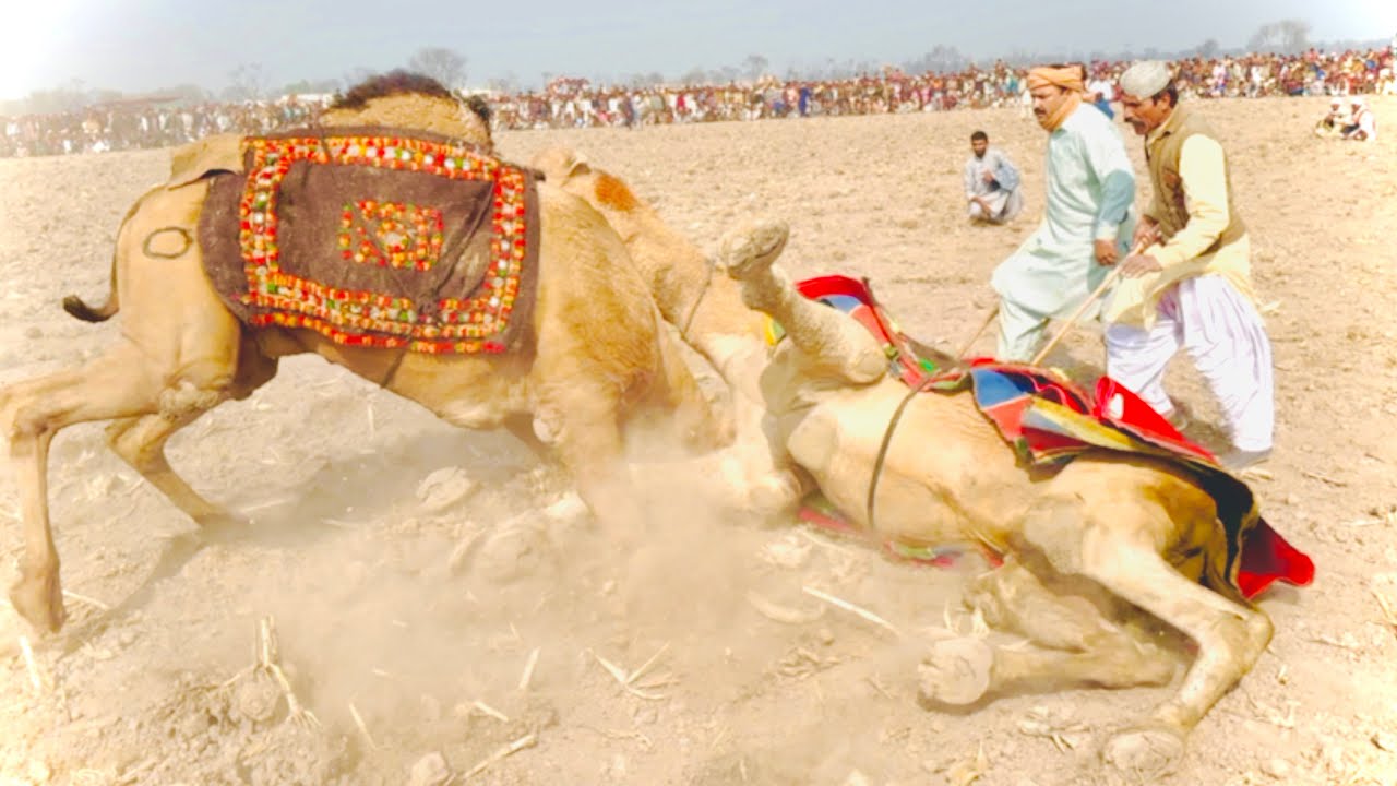 میلے پر دنگل اونٹ  کے لئے جو جو اونٹ ائے aj ki dunya 2024