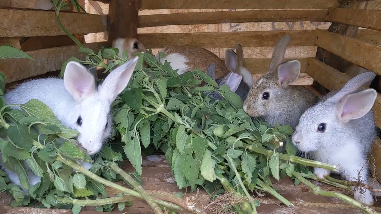 🐇🐇🐇🐇🐰🐰seeing the Rabbits and their kittens getting breakfast 😆☘️🌿🐇🐰