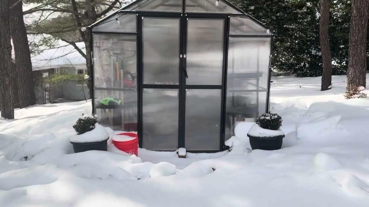 Cape Cod zone 7b winter garden tour after the morning snow 2/8/26.  Pt 1 of 2 videos
