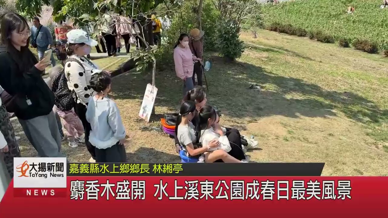麝香木盛開 水上溪東公園成春日最美風景-大揚新聞