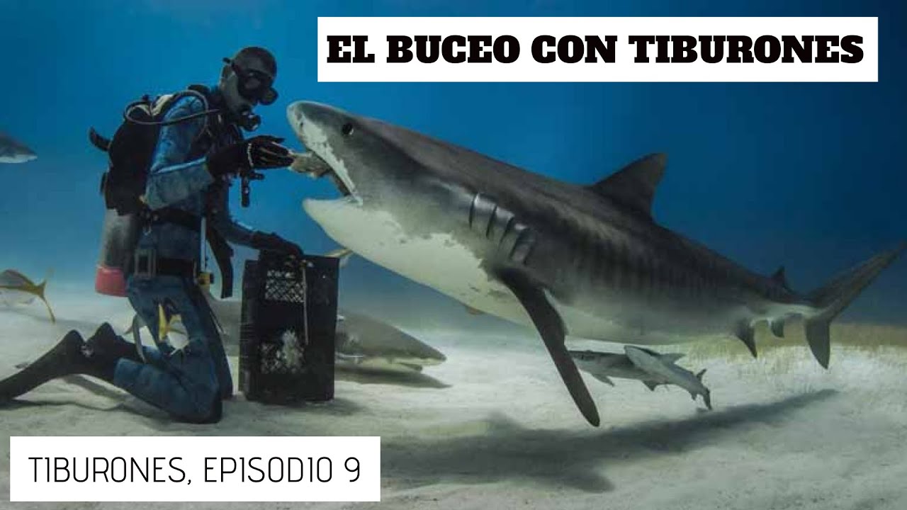 El BUCEO con TIBURONES, Serie Tiburones, Episodio 9