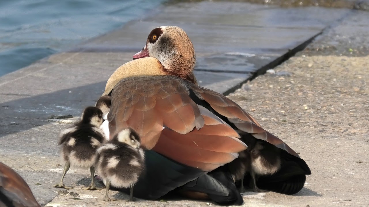 FAUNE LOCALE