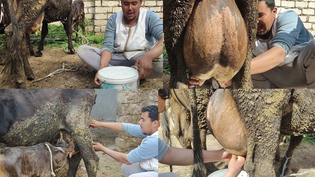 كان لازم احلب البقره على المباشر عشان أتأكد أنها بتصفي على الجلده ومش ب 55 ألف