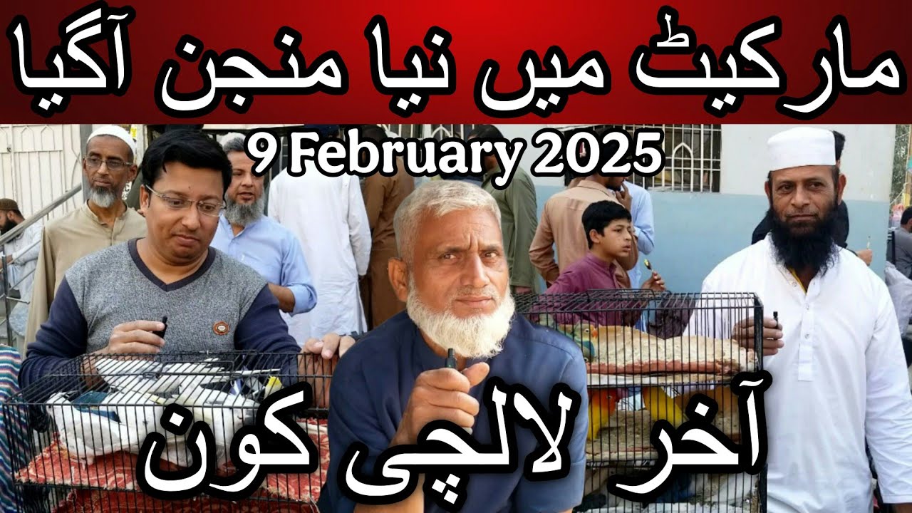 Lalukhet bird merket part 1 February 9, 2025 | Cheapest price birds market in karachi pakistan
