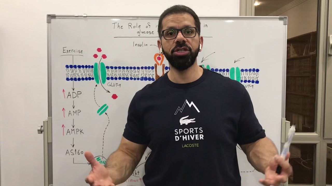 دور الانسلين والرياضة في نقل سكر الدم للخلايا Role of insulin and exercise in glucose transporter