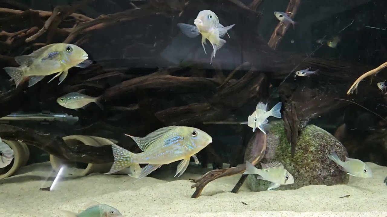 Geophagus mirabilis & Company (12/14/2025)