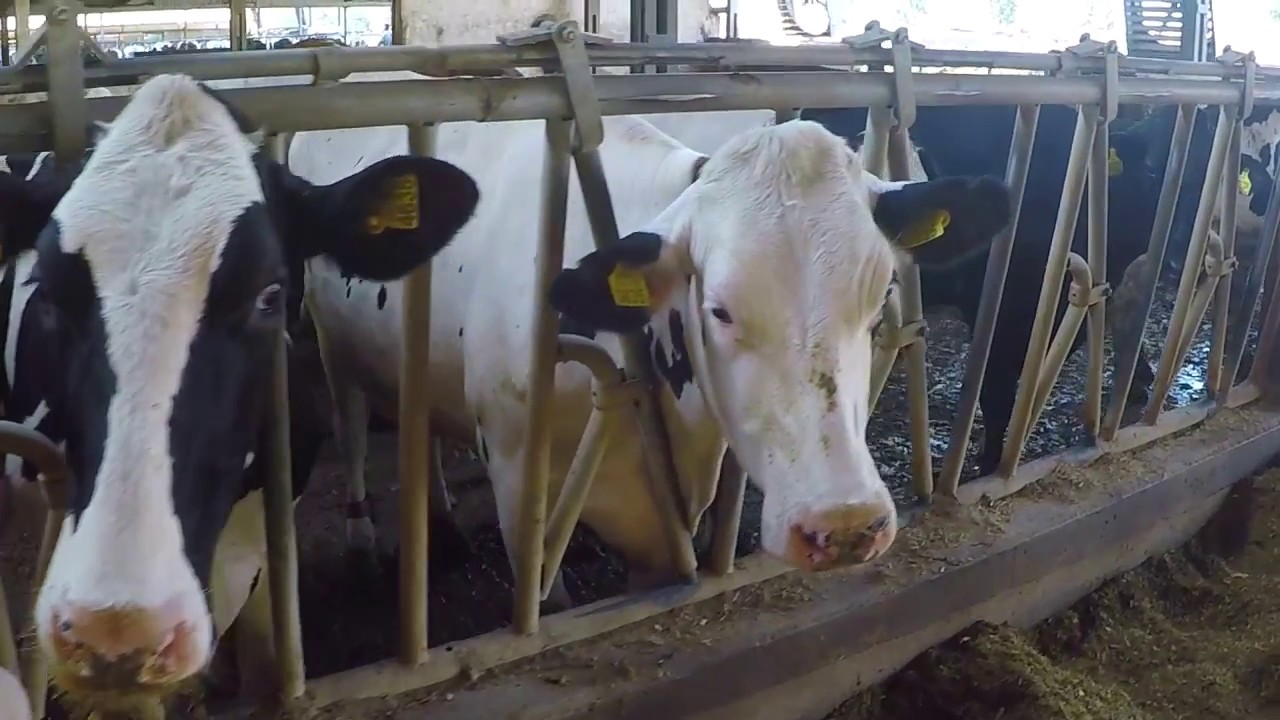 HUNLAND DAIRY