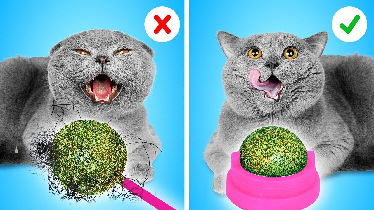 猫用マストなガジェット！ラ・ラ・ライフGamesの両親にバレないようにペットを隠す方法