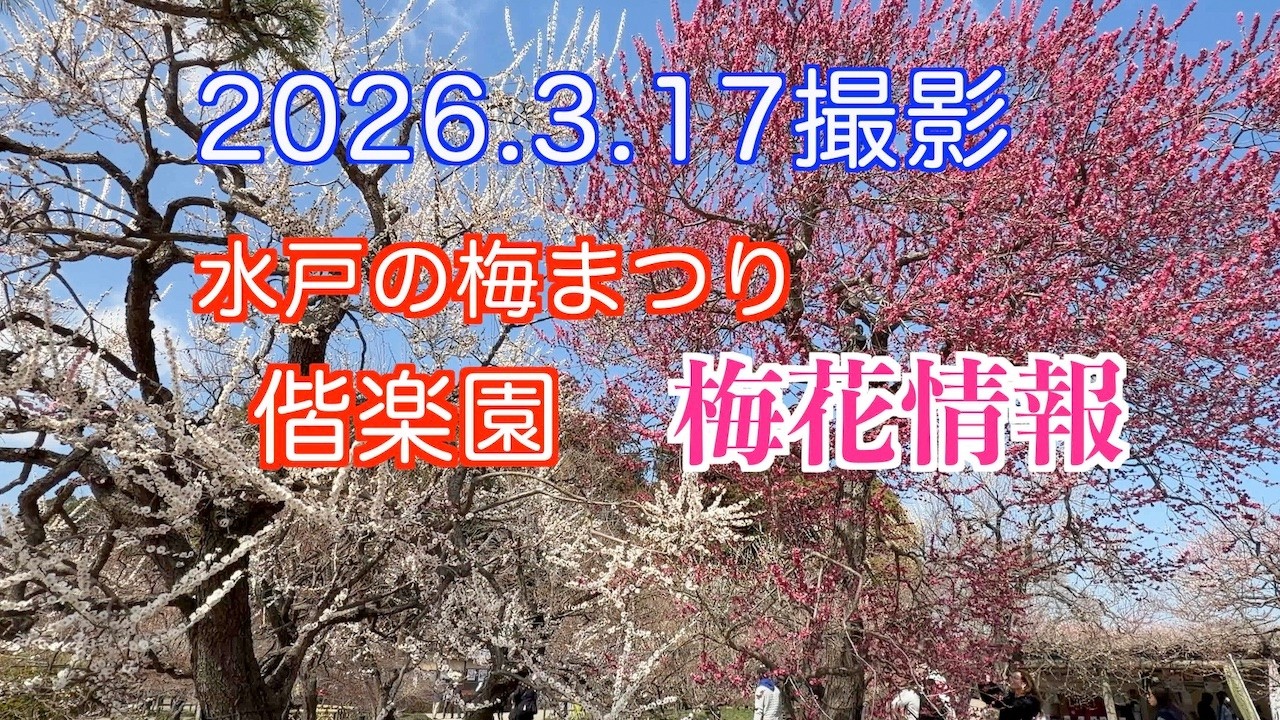 2026.3.17撮影，水戸の梅まつり・偕楽園の梅花最新情報
