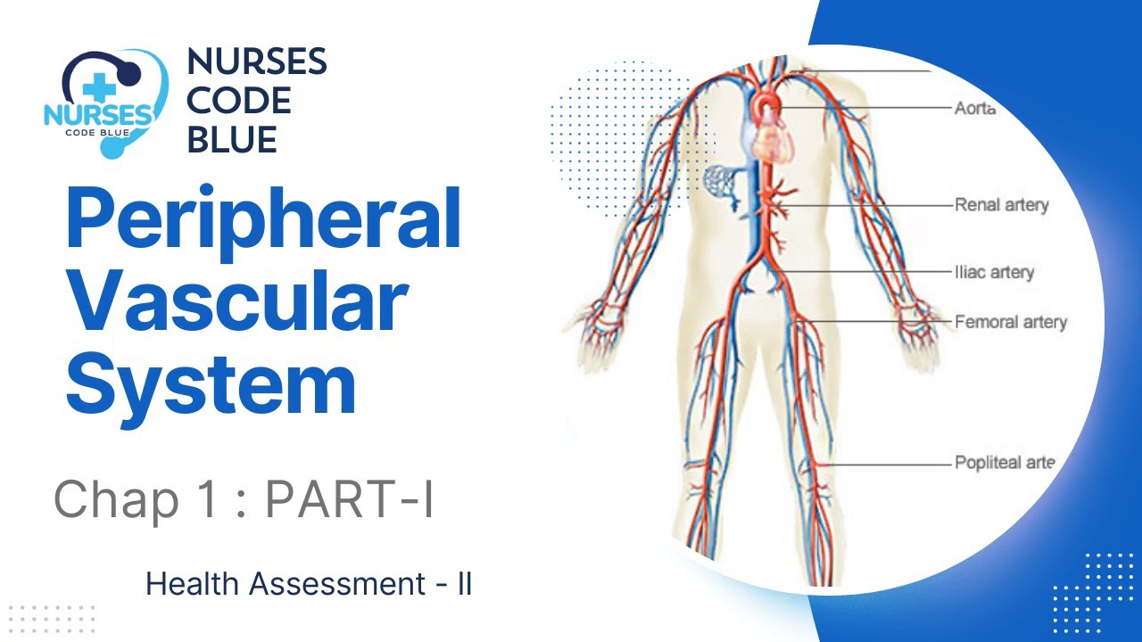 Health Assessment-II BSN KMU Peripheral Vascular System | part 1 Pulses ,Blood vessels & Lymph Nodes