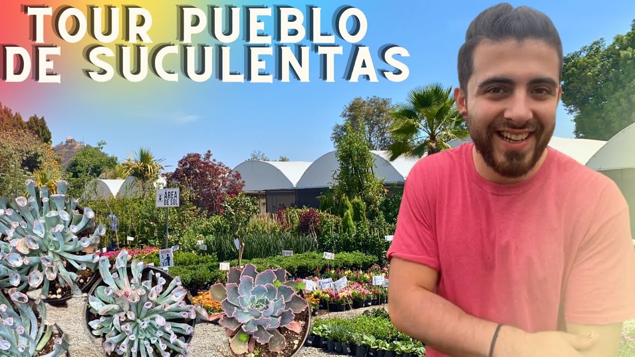 TOUR por MERCADO de SUCULENTAS Y otras PLANTAS GIGANTE / vivero suculento