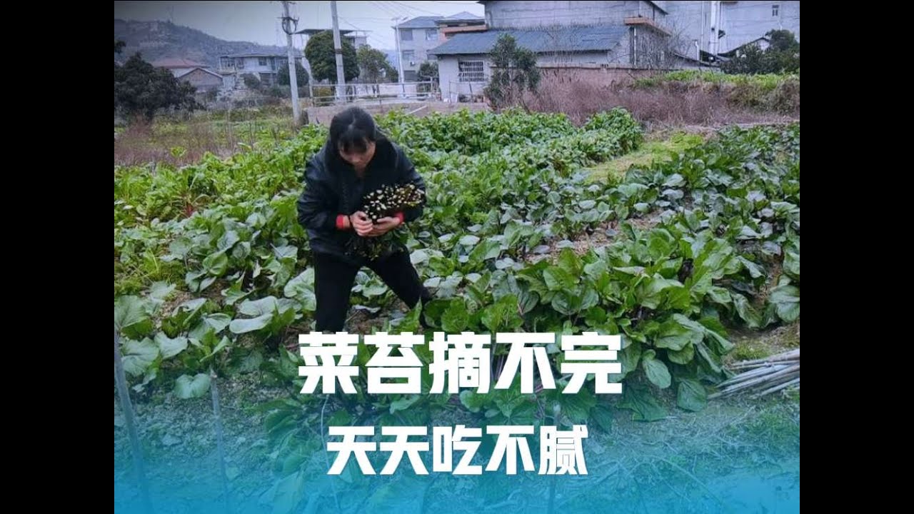 红菜苔白菜苔摘不赢，随便一摘就是几大包，天天出摊天天吃