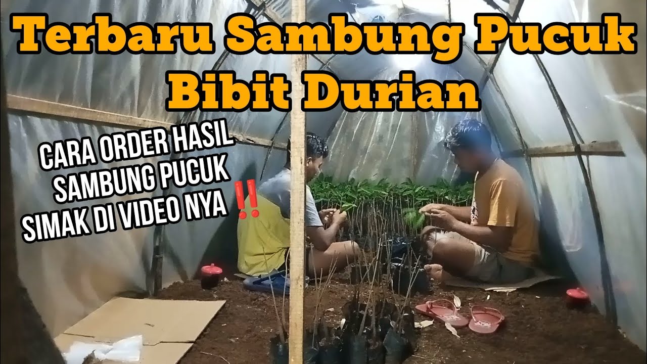 CARA SAMBUNG PUCUK BIBIT DURIAN & BEGINI PROSES PEMESANAN HASIL NYA ‼️