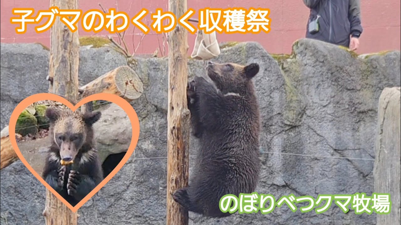 子グマのわくわく収穫祭（11月9日）【のぼりべつクマ牧場】