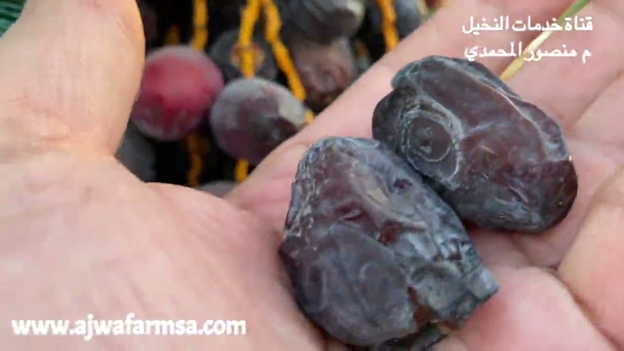 عناية المزارعين بالمدينة بعجوة المدينة وتغطيتها للمحافظة على جودتها-توضيح وقت جني وحصاد عجوة المدينة