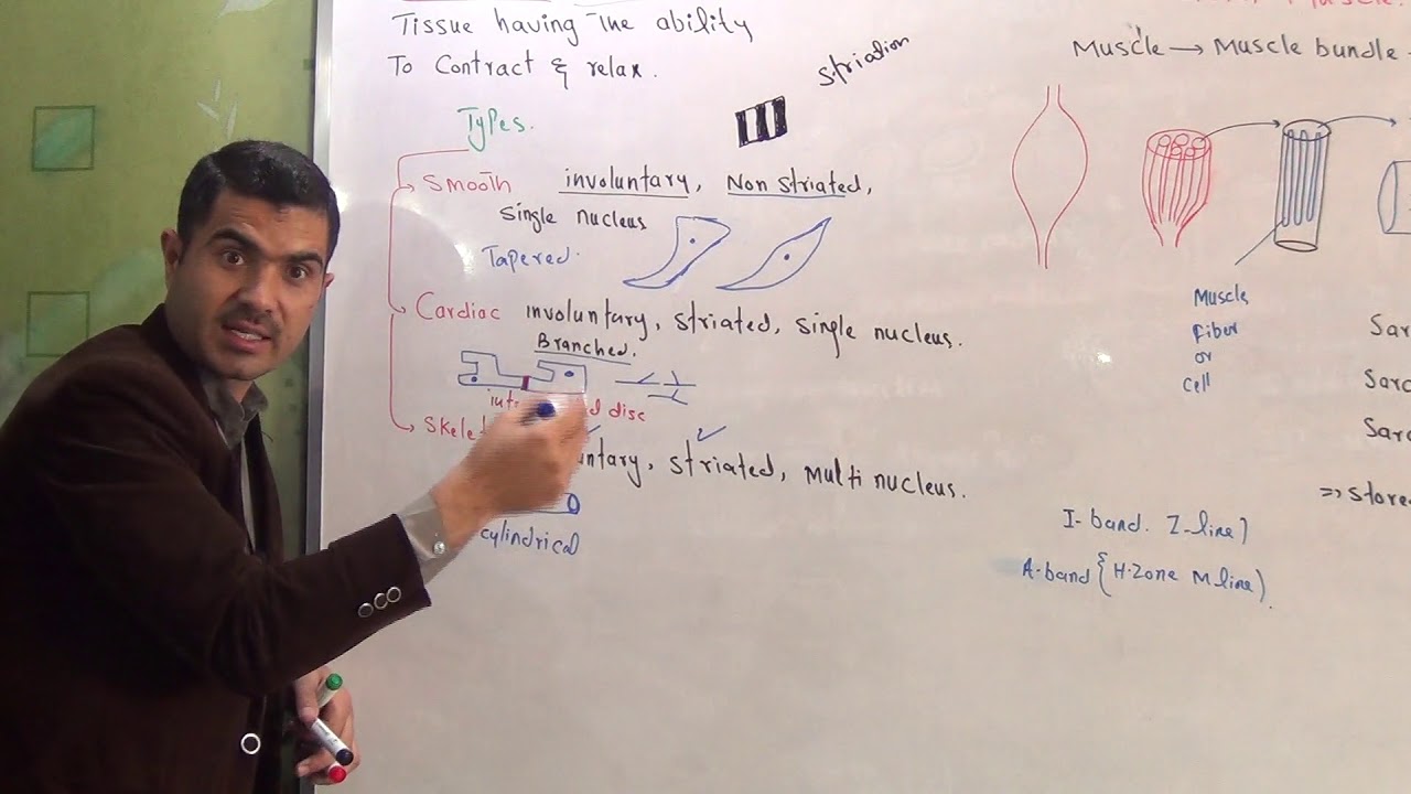 L-7 Muscles Structure and Types of muscles smooth, cardiac and skeletal muscle