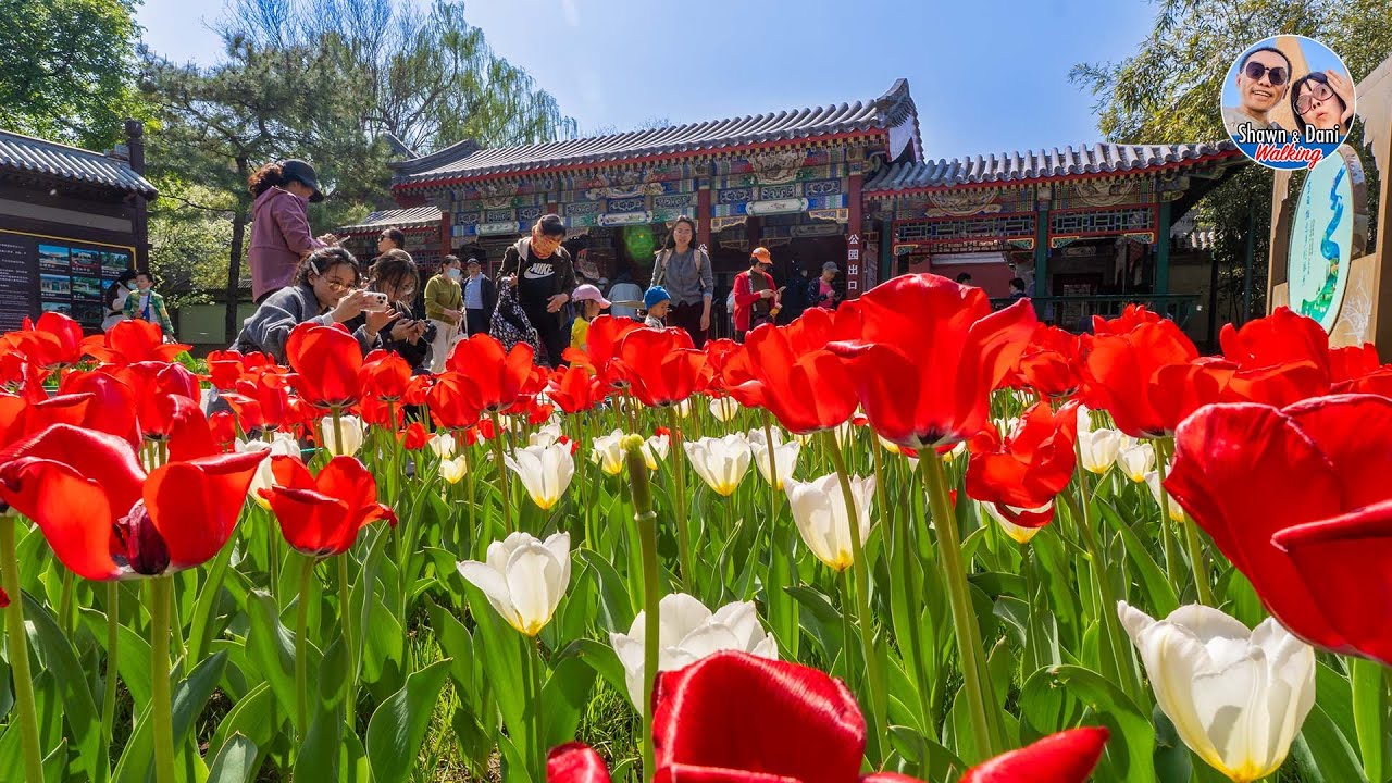 Tulips Garden in Full Bloom! Walking Tour in #Beijing Zhongshan Park #China