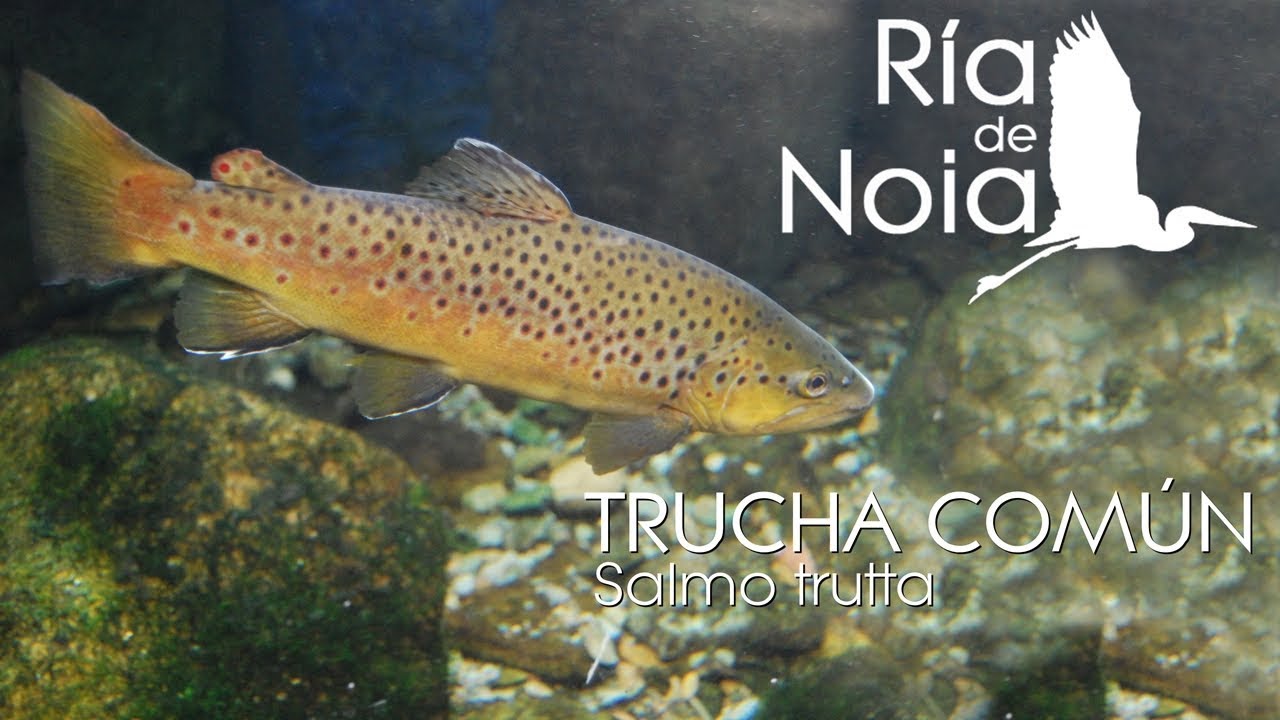 Trucha com&uacute;n, Troita (Salmo trutta) en el frezadero. R&iacute;a de Noia