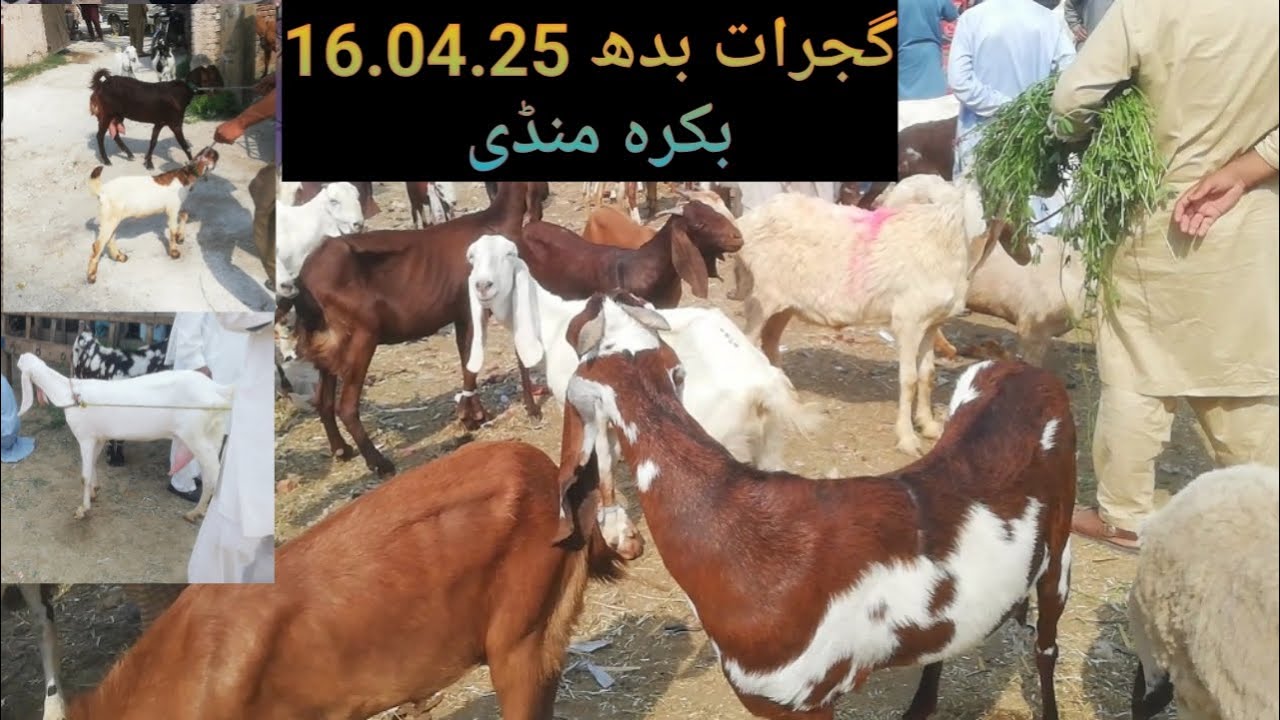 Gujrat Bakra Mandi Updates Wednesday 16.04.2025 | Waseem Gujrat Wala | Goat for sale | Goat Rates