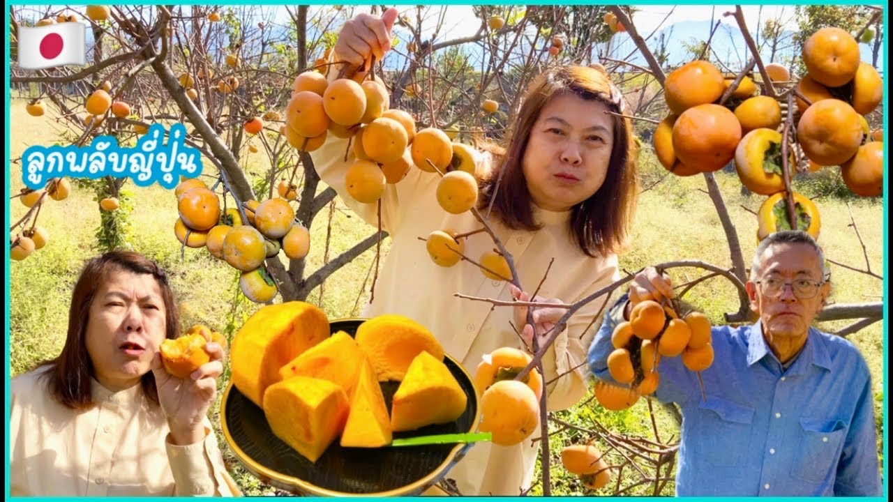 🇯🇵เก็บลูกพลับญี่ปุ่น ดกมาก หวานกรอบ🍂🍁 Japansee persimmon 🍂🍁