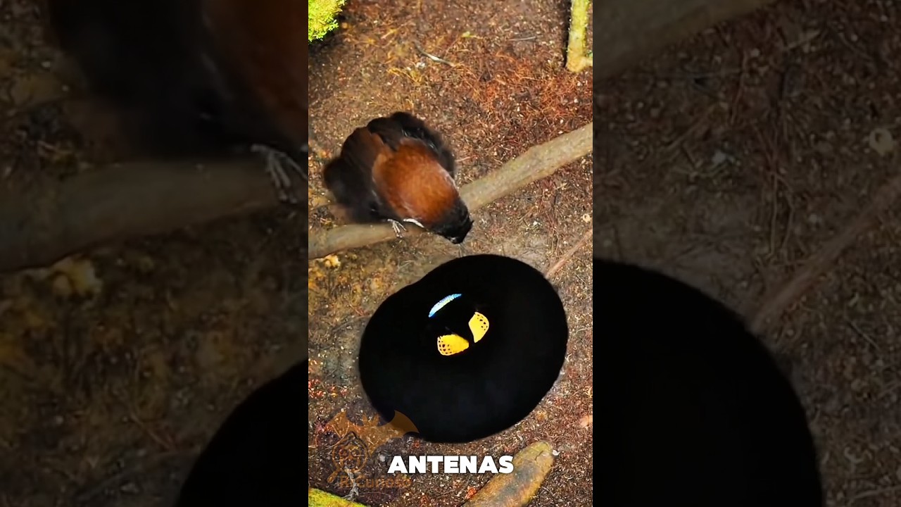 Conhe&ccedil;a uma das incr&iacute;veis aves do para&iacute;so. #ave #paraiso #ave #passaro #curiosidades #natureza